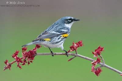 Yellow rumped warbler on red buds 