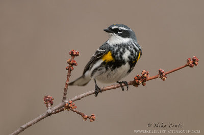 Yellow rumped warbler portrait on red buds