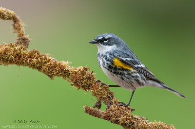 Yellow rumped warbler on green mossy perch
