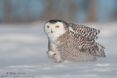 Snowy Owl walks through wind storm