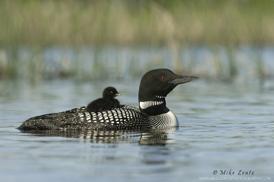 Loon rider in nice grasses