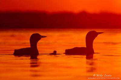 Loon family silhouetted