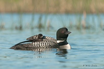 Loon with baby