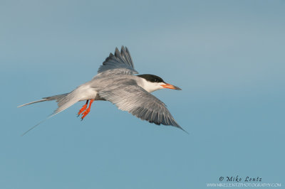 Forsters Tern in flight