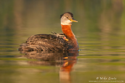 Red-necked grebe with baby in soft light