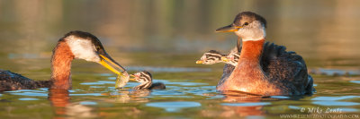 Red-necked Grebe feeding baby while others watch on