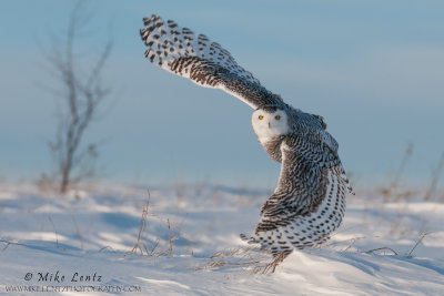 Snowy Owl takes flight