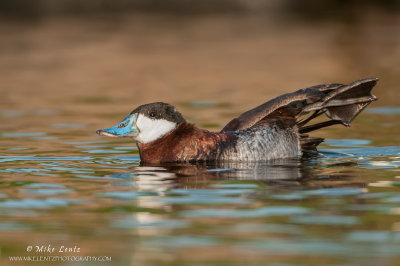 Ruddy-Duck stretching out