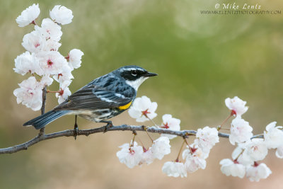 Yellow-rumped-warbler-on-emerging-white-buds
