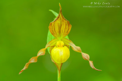 Yellow Ladyslipper