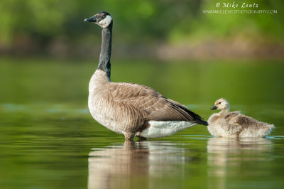 Canadian Goose and Gosling