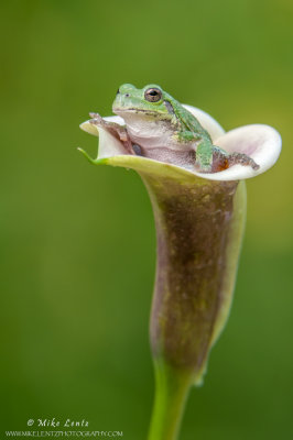 Tree frog in Calla Lilly
