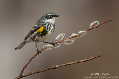 Yellow-rumped warbler on pussywillow