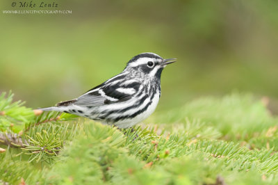 Black and white Warbler