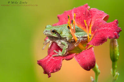 Copes Tree Frog in red flower