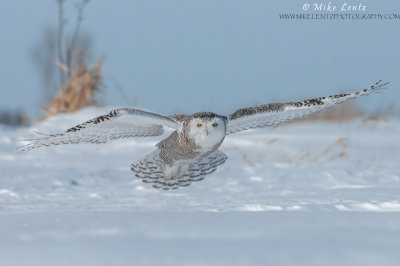 Snowy Owl glides low over snow