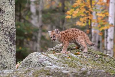 Cougar cub on mossy rock