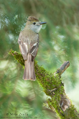 Great-creasted flycatcher