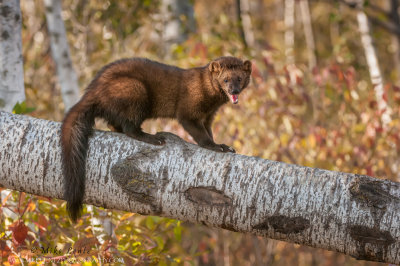 Fisher on downed Birch tree
