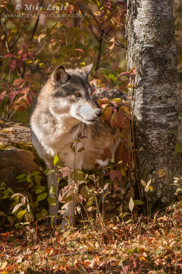 Wolf in autumn scene