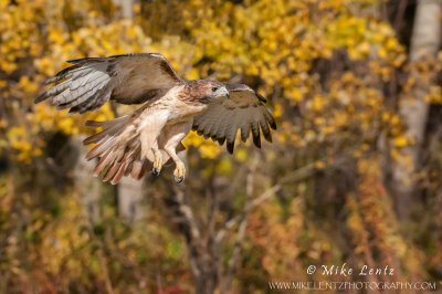 Red-tailed Hawk flies near birch tree strand