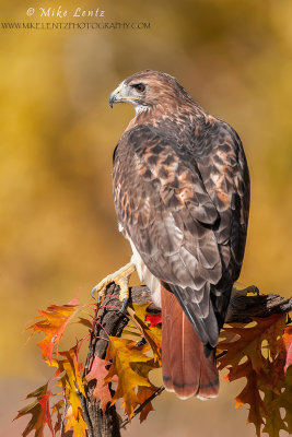 Hawks, Falcons & Osprey