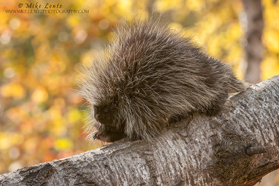 Porcupine walks down fallen birch 