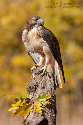Red-tailed Hawk in Oak tree area