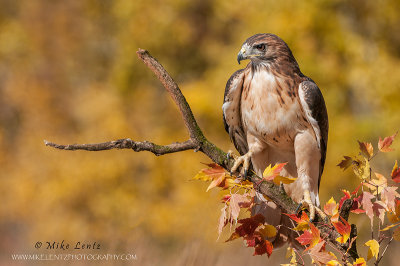 Red-tailed Hawk perched in autumn