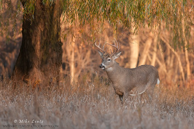 Buck under tree in field 