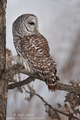 Barred owl stares away in Oak tree 