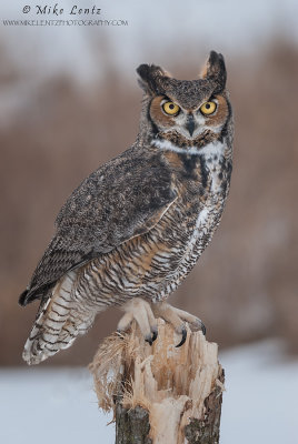 Great Horned Owl on sheared off tree
