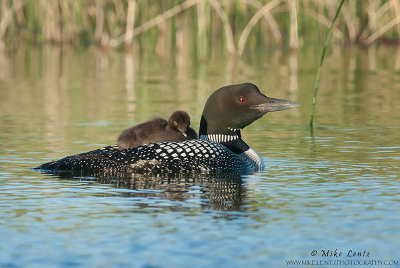 Loon with sleeping baby