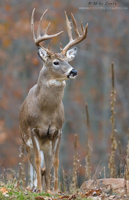 White-tailed Deer (buck) in autumn foilage 