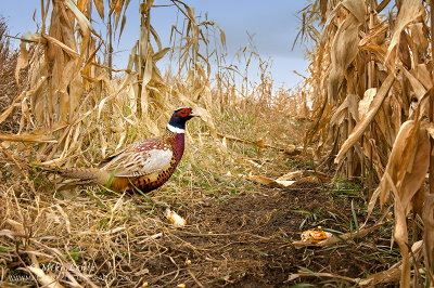 Rooster down corn row 