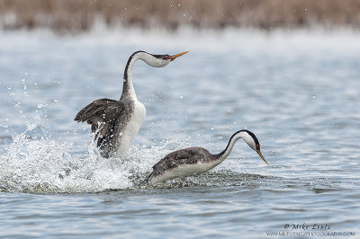 Western Grebes rush and dive 