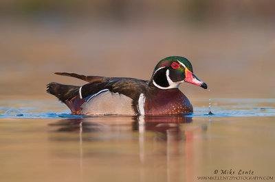 Wood duck dripping water 