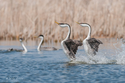 Western Grebes rushing with an audience