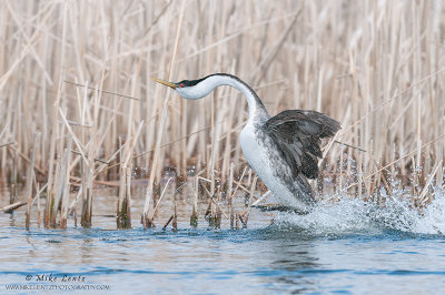 Western Grebe rushes tight to cattails