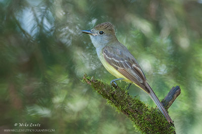 Great-Crested flycatcher on mossy branch 