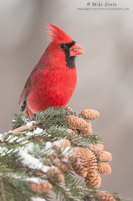 Northern Cardinal winter and pines