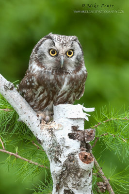 Boreal Owl on birch and needles