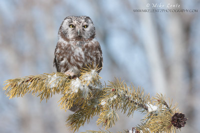 Boreal Owl on pine tree branch 