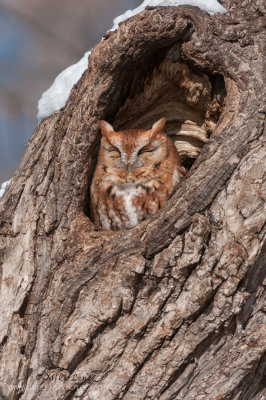Eastern Screech owl (Red morph) in natural cavity