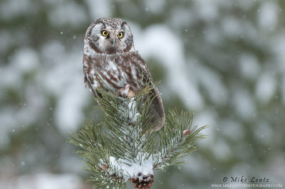 Boreal Owl alert during a snowfall