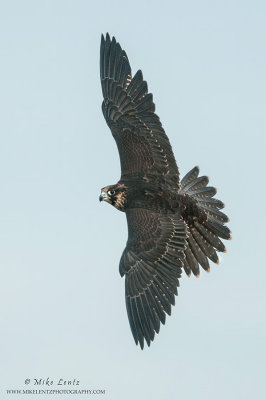 Peregrine Falcon (Tiercel) in flight 