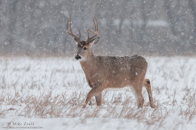 Buck walks in snowfall 