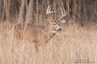 Buck emerging from tall grasses 