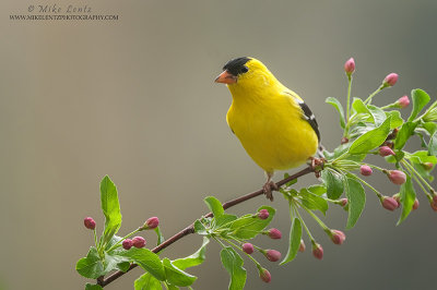 American Goldfinch on buds