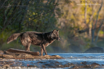 Wolf about to cross river